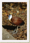 DSC_4133 African Jacana * 356 x 534 * (169KB)